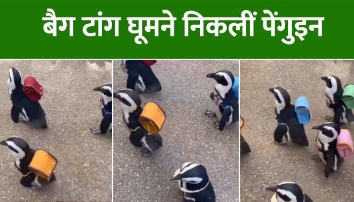 Video: बैग लेकर पैंगुइन छुट्टियां बिताने चलीं, दिल जीत लेगा क्यूट वीडियो