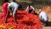 Tomato Price Hike: दुर्ग में रुला रही टमाटर की कीमत, रिकॉर्ड तोड़ महंगी हुई सब्जियां