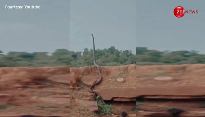 King Cobra: सांप ने मौसम के लिए इस तरह से मजे, वीडियो देखकर पैरों तले खिसक जाएगी जमीन