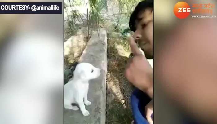 Dog Video: इस कुत्ते की आवाज के कायल हुए लोग, बार-बार देख रहे हैं पिल्ले का वीडियो