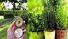Vastu Tips: दिशाओं को ध्यान में रखकर लगाएं पेड़-पौधे, देखें कैसे चमकती है किस्मत! जानें सही वास्तु नियम