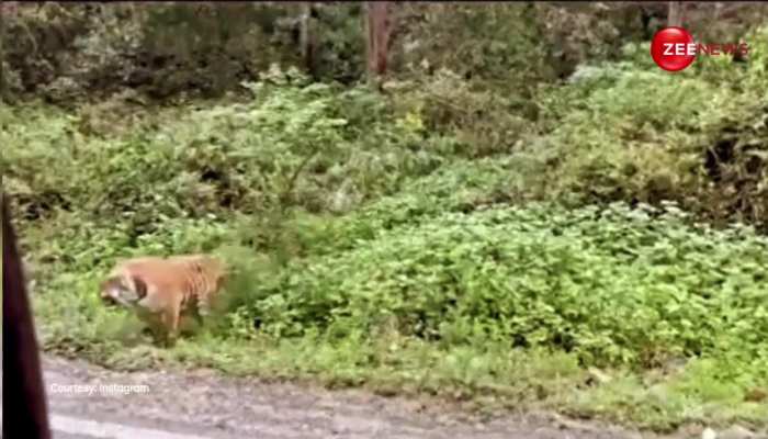 Tiger को देख लड़कियों के मुंह से निकले प्राण, उतर गया सारा कैंपिंग का नशा, देखें Video