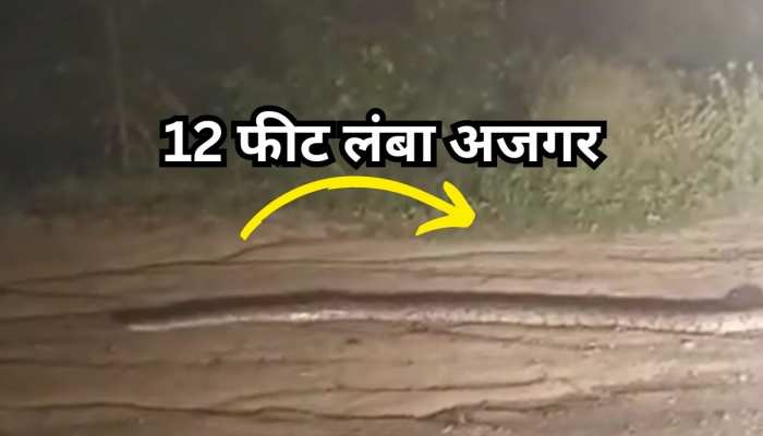 Python Snake Crossing Road Snake Video 12 feet python crossing Jhansi Mirzapur National Highway ...