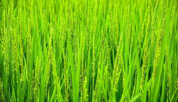 BP कंट्रोल करेगा Wheat Grass, ये 5 बड़े फायदे भी हैं 