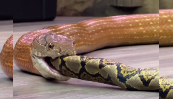 Snake Video: अपने ही छोटे भाई को निगल गया अजगर!  हिलने तक का मौका नहीं दिया 