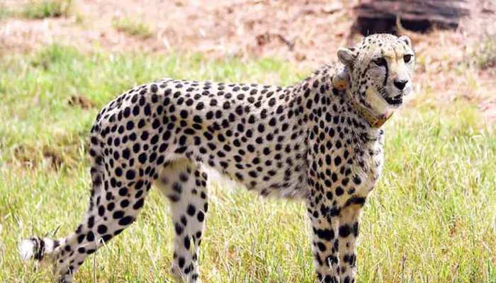 Kuno Cheetah: 22 दिन बाद चीता निरवा मिली, तलाश में लगे थे 100 से भी ज्यादा कर्मचारी