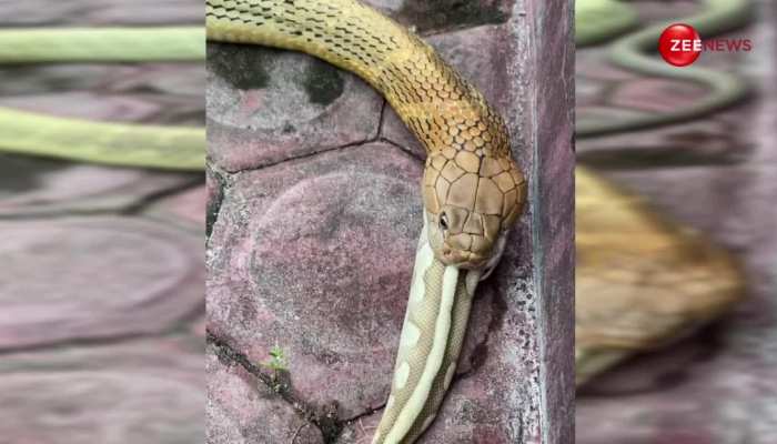 Python को इतने खतरनाक अंदाज में निगल गया Cobra, जैसे कोई मक्खी सटक रहा हो; देखने वाले मीड़ते ही रह गए आंखें 