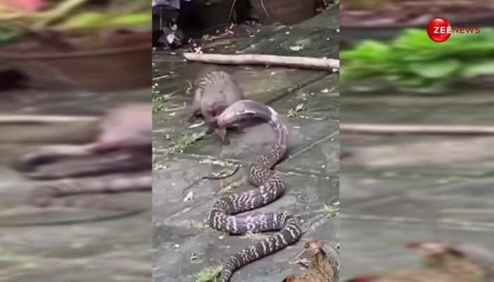 King Cobra से भिड़ गया छोटा सा नेवला, सांप और नेवले की खूनी लड़ाई का वीडियो हुआ वायरल 