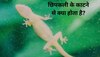 Lizard: क्या छिपकली इंसान को काटती है? इनमें कितना जहर होता है..जान लीजिए काम की चीज