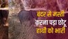 नन्हे बंदर की छोटू हाथी के साथ जमकर मस्ती, वीडियो देख हंसने को हो जाएंगे मजबूर 