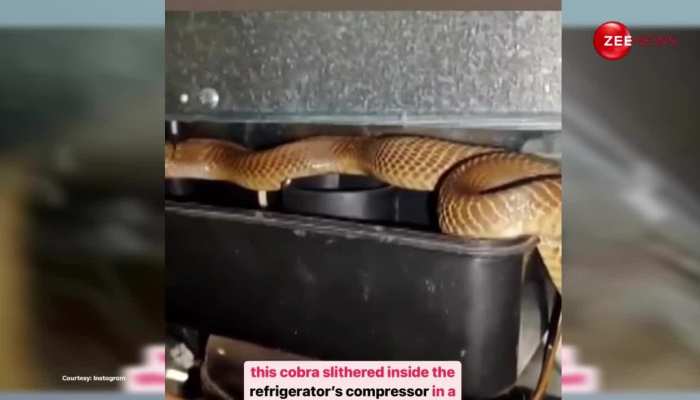 घर के फ्रिज में मिला कई फुट लंबा King Cobra, लंबाई-मोटाई देख रेस्क्यूअर की हलक में अटकी जान; फिर ऐसे किया रेस्क्यू