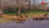 पलट गया पासा! 6 जंगली लकड़बग्घों ने किया शेर का शिकार, बीच रोड़ पर मौका देख टूट पड़े