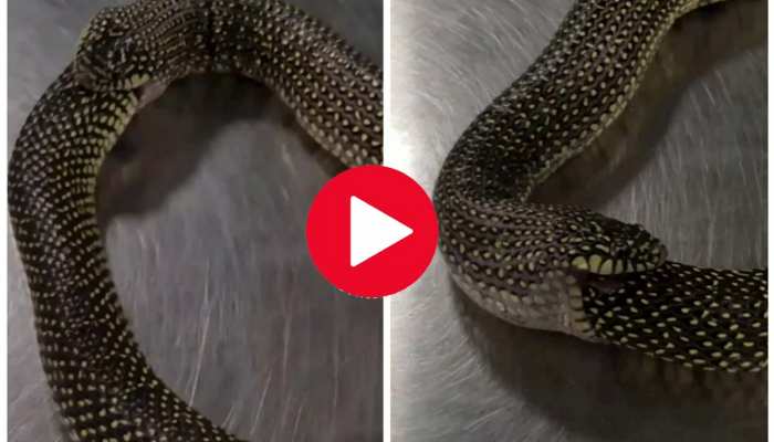 Snake Viral Video: देखते ही देखते खुद को निगल गया सांप, देखें हैरतअंगेज वीडियो