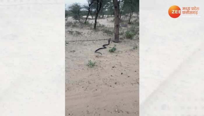 Cobra Viral Video: पेड़ पर चढ़ते कोबरा को देख अटक गई लोगों की सांसे