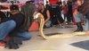 लड़की ने पहले King Cobra को गुस्सा दिलाया, फिर उसके सिर पर चूमा; देखें Video