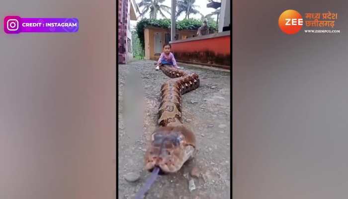 Child Ride Python: बड़ा हैवी ड्राइवर है ये बच्चा! अजगर को बनाई सवारी, फिर ऐसे चला दी गाड़ी