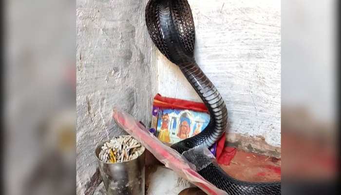 cobra: घर में घुस मंदिर के दर्शन करने पहुंचे नागदेव, हाथ जोड़ लोगों ने लिया आशीर्वाद