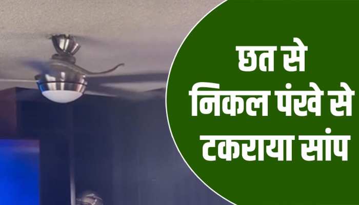 Video: छत से निकल पंखे से टकराया सांप, फिर देखें क्या हुआ?