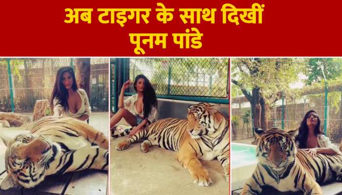 पूनम पांडे ने Tiger के साथ बनाई वीडियो, यहां भी हरकतों से नहीं आईं बाज 