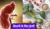 Kidney Health: किडनी को स्वस्थ रखना चाहते हैं तो इस तेल से बनाएं खाना, दूर रहेंगी बीमारियां 