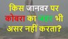 Quiz: किस जानवर पर कोबरा का जहर भी असर नहीं करता है?