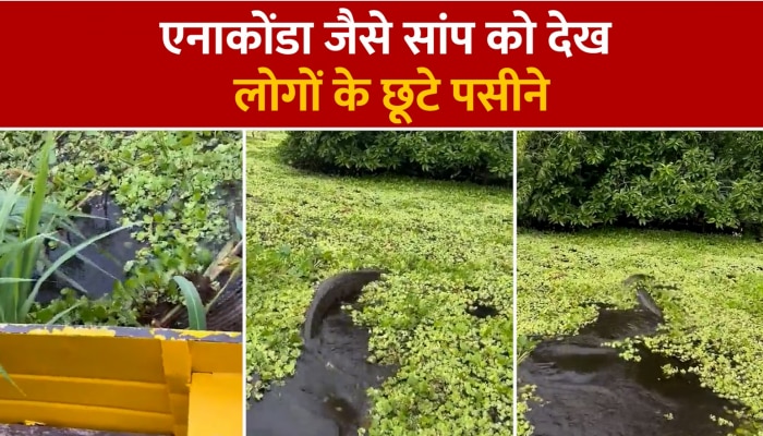 Cobra Viral Video: एनाकोंडा जैसा डरावना सांप देख लोगों के छूटे पसीने