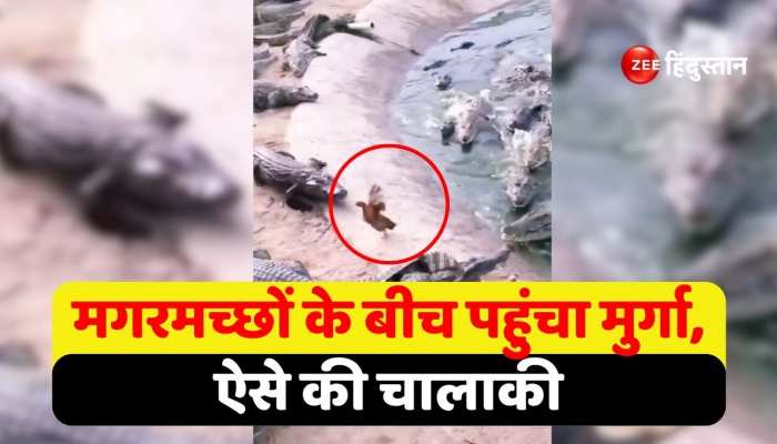 OMG: मगरमच्छ के झुंड को मुर्गा की चालाकी पड़ी भारी, वीडियो देख हैरान रह जाएंगे आप