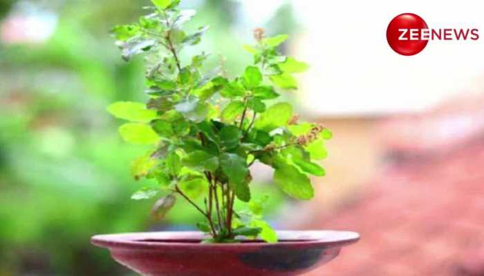 Lucky Plant: पैसों को आकर्षित करते हैं ये पौधे, घर में लगाते हैं बरसने लगता है धन