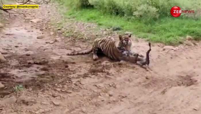 टाइगर के सामने हीरो बनने चला था जंगली कुत्ता, 3 सेकंड में हो गया खेल खत्म और फिर..