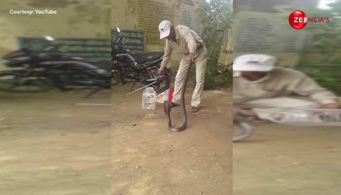  King Cobra:   किंग कोबरा ने आदमी पर इस तरह से किया अटैक, वीडियो देखकर थम जाएंगी सांसे