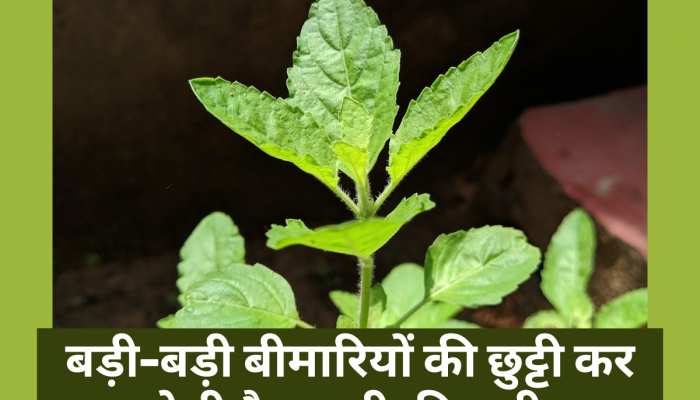 Tulsi leaves compound oleanolic acid cures many diseases basil