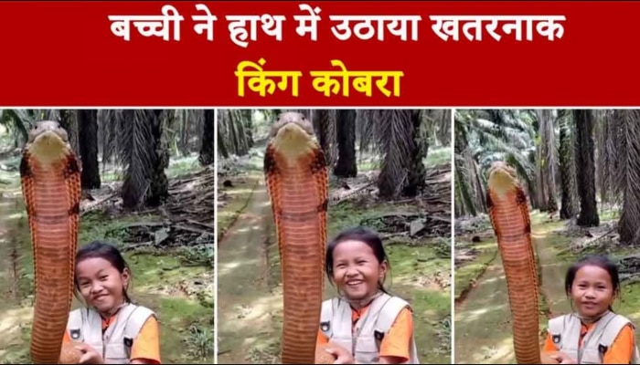 Cobra Viral Video: डेरिंग बाज बच्ची! किंग कोबरा को खिलौना समझकर हाथों में पकड़ा