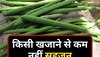 Drumsticks Benefits: Flavonoids से भरपूर सहजन किसी खजाने से कम नहीं, हमेशा जवां रहने के लिए इस तरह करें सेवन