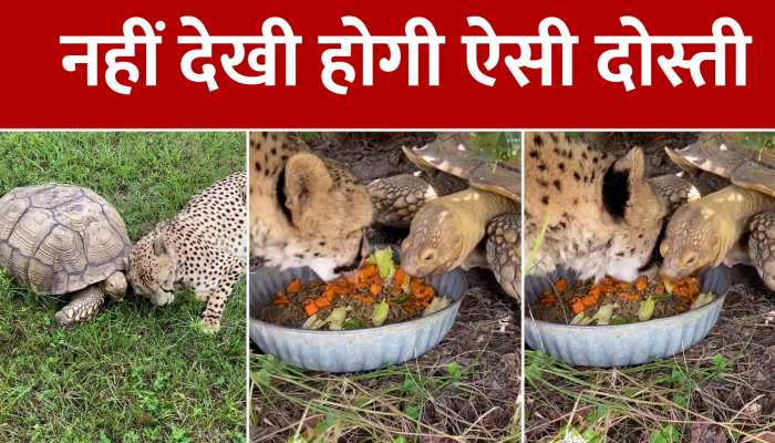Animal Viral Video: कहां ऐसा याराना, कछुए और तेंदुए की दोस्ती देख हर कोई हुआ हैरान Animal Viral Video: कहां ऐसा याराना, कछुए और तेंदुए की दोस्ती देख हर कोई हुआ हैरान