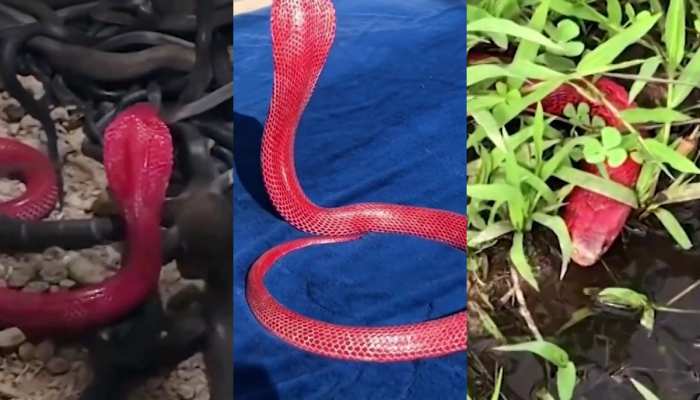 Red Cobra Video: लाल कोबरा काले सांपों के बीच फंसा, हुआ कुछ ऐसा की उड़े लोगों के होश