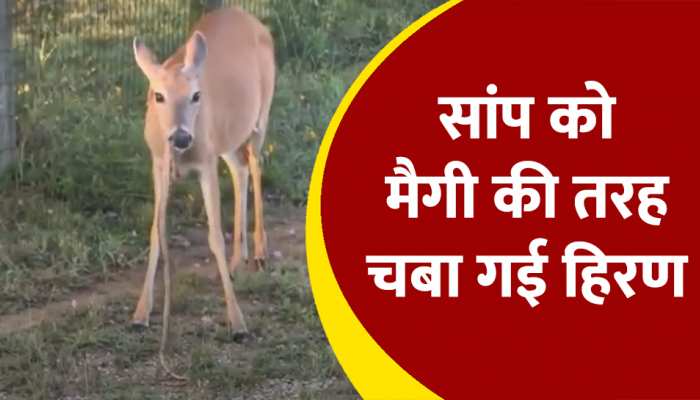 WATCH: जहरीले सांप को मैगी की तरह चबा गया हिरण, ये वीडियो देख पलत जाएगा आपका दिमाग