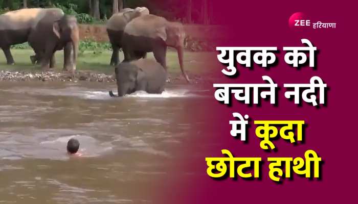 Animal Viral Video: नदी में बहते युवक को बचाने के लिए पानी में कूदा छोटा हाथी 