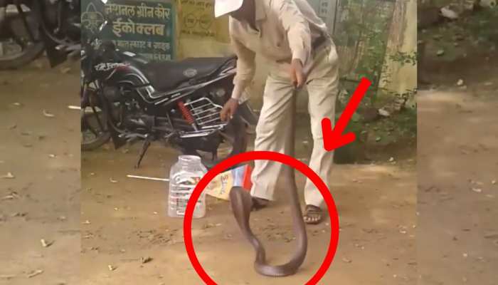 King cobra की पकड़ी पूंछ तो हवा में उछल कोबरा ने शख्स का कर दिया ऐसा हाल