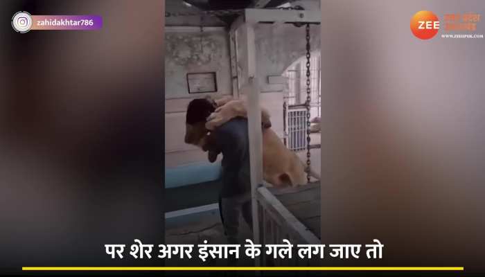 LION Video: शेर से सरेआम पंगा लेना पड़ा महंगा, निकल गई सारी हेकड़ी