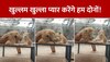 Wildlife Viral Video:ऑन-कैमरा नहीं देखा होगा शेर-शेरनी का ऐसा रोमांस, लोग हुए हैरान 