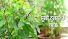 dry tulsi  leaves remedies