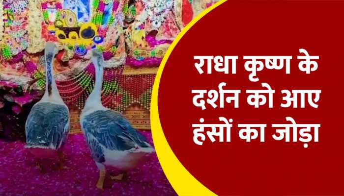 Janmashtami के दिन दर्शन को पहुंचा दो हंसो का जोड़ा, श्री के दर्शन पा कर हुए मस्त