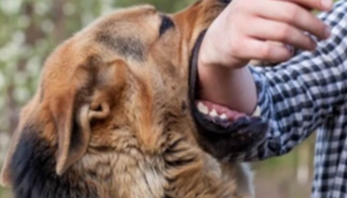 dog bite causes and rabies symptoms and side effects home remedies