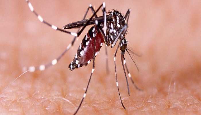 Dengue Cases in Bihar: बिहार में तेजी से पैर पसार रहा डेंगू, 300 से अधिक मरीज