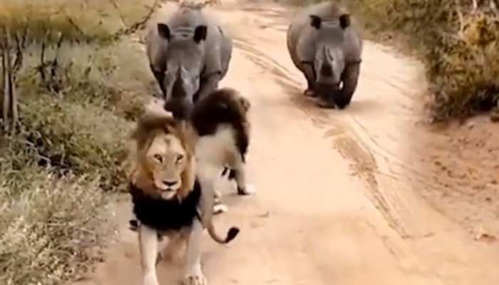 Animal Video: दो गैंडों से डर गया बब्बर शेर, सामने से आता देख रास्ता छोड़ कर भागे