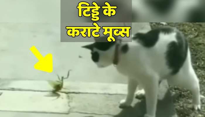 Billi wali clearance funny videos