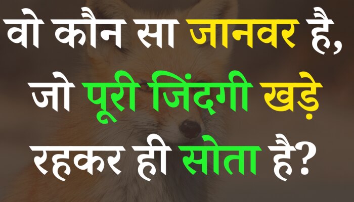 trending gk quiz which animal sleeps its entire life while standing | Quiz: आखिर ऐसा कौन सा जानवर है, जो पूरी जिंदगी खड़े रहकर ही सोता है? | Hindi News, नौकरी