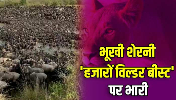 Animal Video: हजारों विल्डर बीस्ट के झुंड पर 'भूखी शेरनी' का खतरनाक हमला