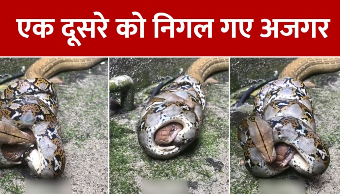 Python Viral Video: एक दूसरे को ही निगलते नजर आए अजगर, वीडियो देखकर होगी हैरत  