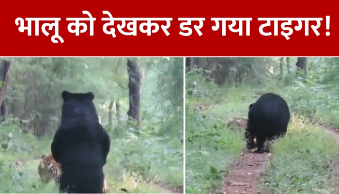 Wildlife Video: भालू को देखते ही डर गया टाइगर, वीडियो में देखें ये क्या कर दिया